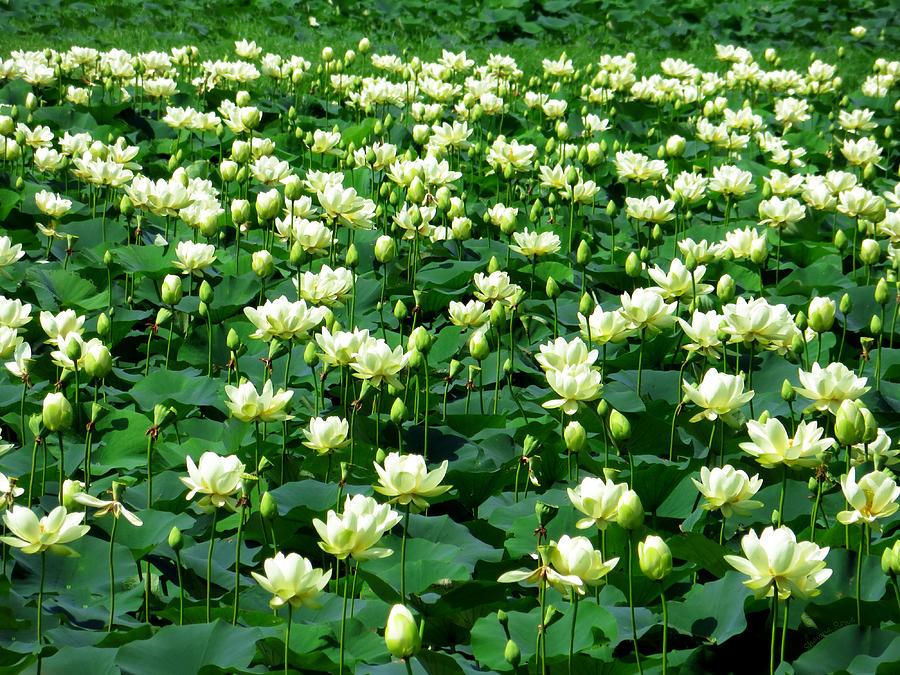 Flower Photograph - Lotus Garden by Shawna Rowe