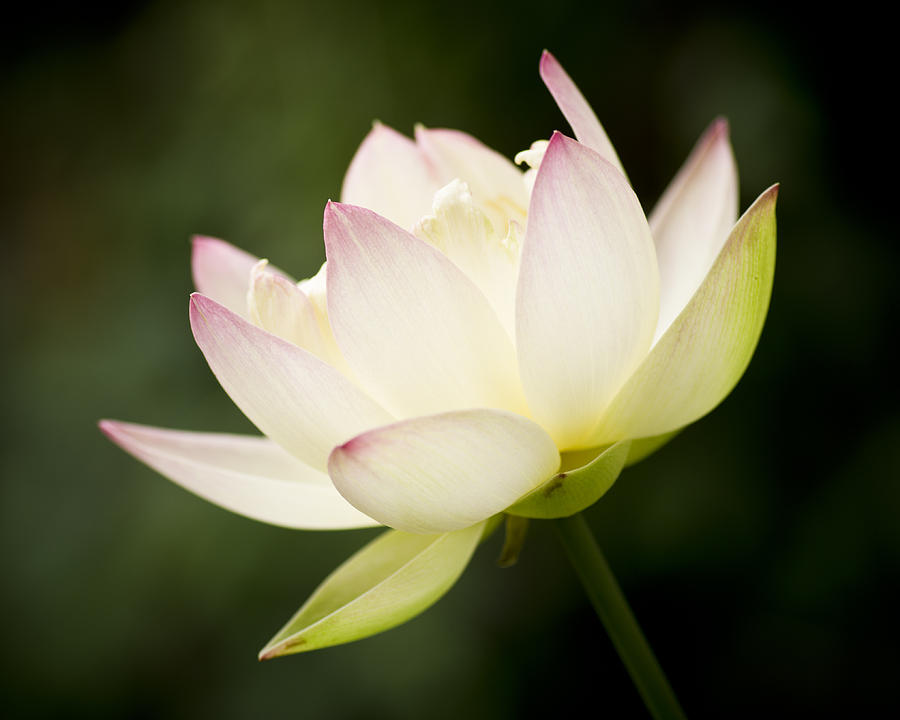 Lotus Glow Photograph by Priya Ghose