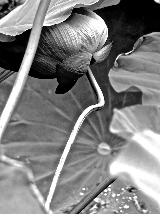 Lotus Heaven - 112 by Larry Knipfing Lotus Heaven - 112 by Larry Knipfing