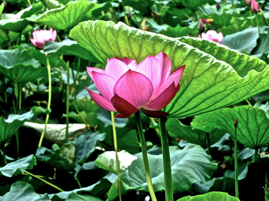 Lotus Heaven - 113 by Larry Knipfing Lotus Heaven - 113 by Larry Knipfing