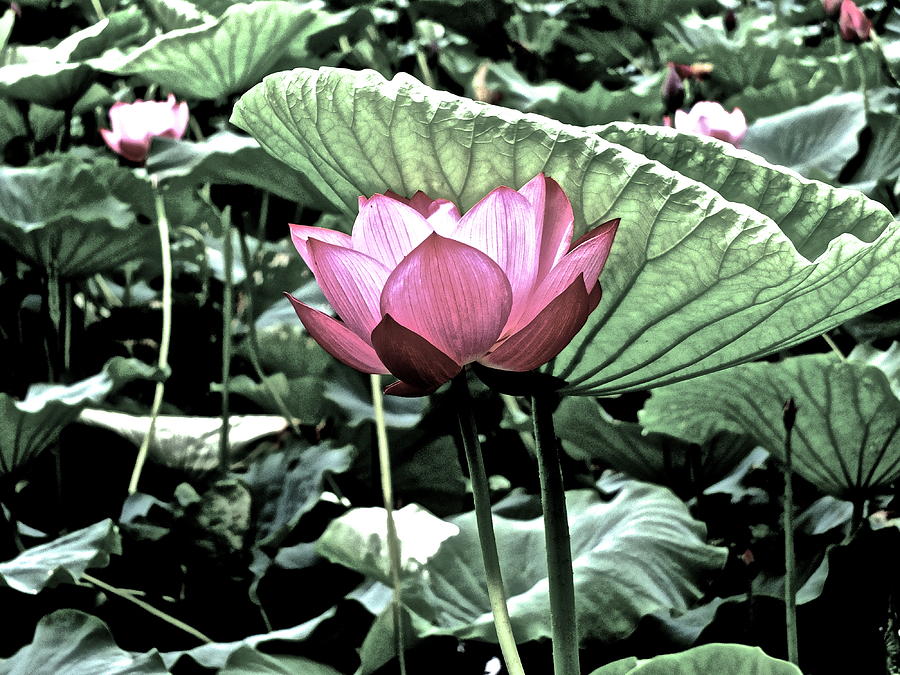 Lotus Heaven - 114 by Larry Knipfing Lotus Heaven - 114 by Larry Knipfing