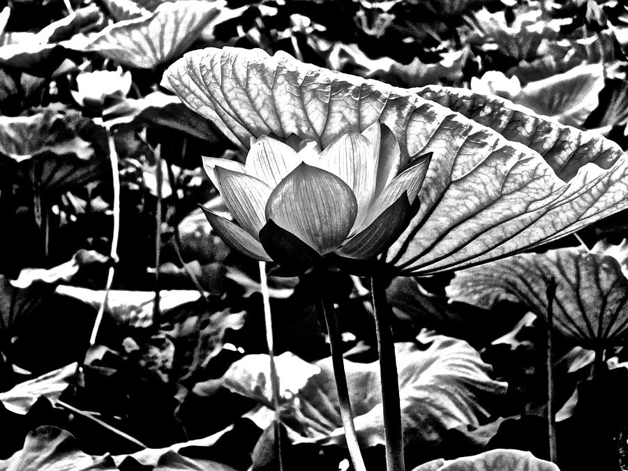 Lotus Heaven - 115 by Larry Knipfing Lotus Heaven - 115 by Larry Knipfing