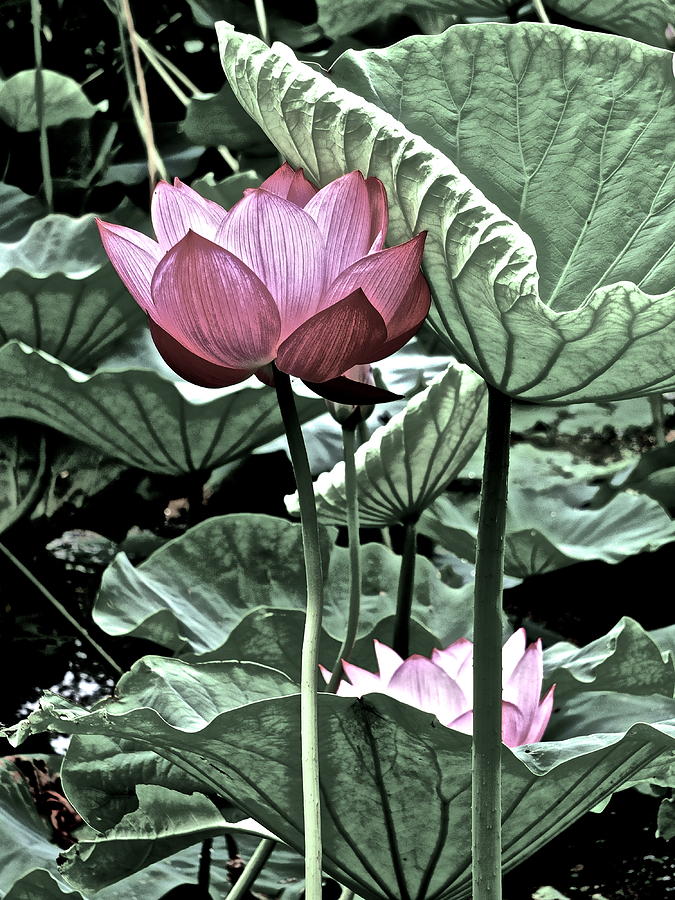 Lotus Heaven - 118 by Larry Knipfing Lotus Heaven - 118 by Larry Knipfing