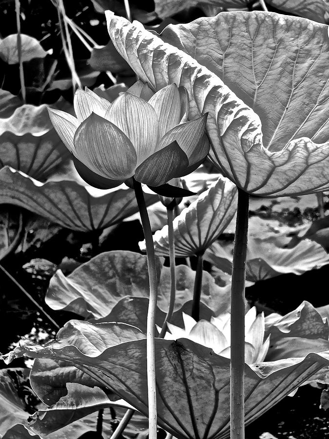 Lotus Heaven - 119 by Larry Knipfing Lotus Heaven - 119 by Larry Knipfing