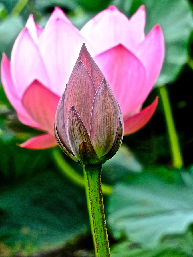 Lotus Heaven - 120 by Larry Knipfing Lotus Heaven - 120 by Larry Knipfing