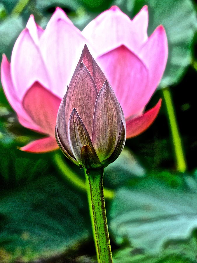 Summer Photograph - Lotus Heaven - 121 by Larry Knipfing