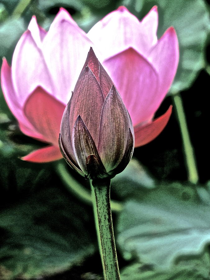 Lotus Heaven - 122 by Larry Knipfing Lotus Heaven - 122 by Larry Knipfing
