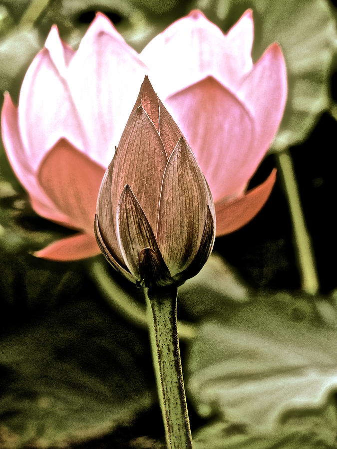 Lotus Heaven - 123 by Larry Knipfing Lotus Heaven - 123 by Larry Knipfing