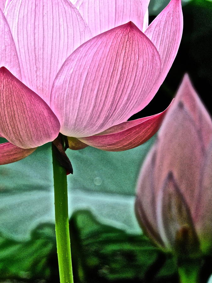 Lotus Heaven - 127 by Larry Knipfing Lotus Heaven - 127 by Larry Knipfing
