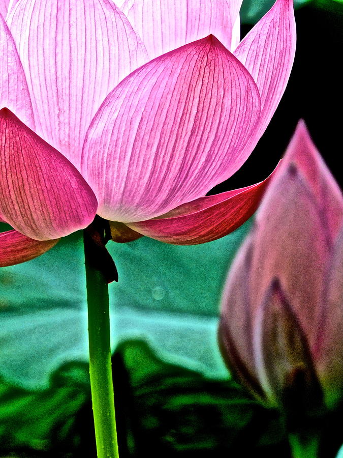 Lotus Heaven - 128 by Larry Knipfing Lotus Heaven - 128 by Larry Knipfing