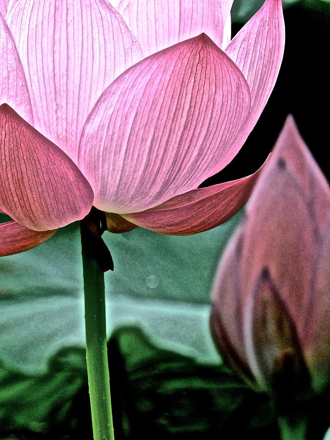 Lotus Heaven - 129 by Larry Knipfing Lotus Heaven - 129 by Larry Knipfing
