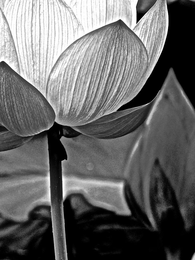 Lotus Heaven - 130 by Larry Knipfing Lotus Heaven - 130 by Larry Knipfing