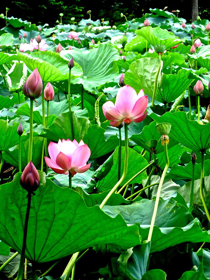 Lotus Heaven - 132 by Larry Knipfing Lotus Heaven - 132 by Larry Knipfing