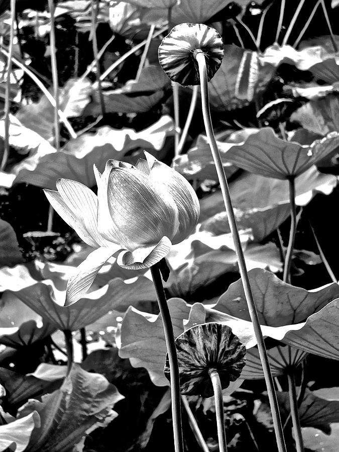 Lotus Heaven - 134 by Larry Knipfing Lotus Heaven - 134 by Larry Knipfing
