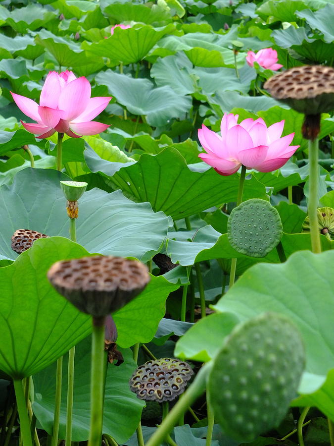 Lotus Heaven - 80 Photograph by Larry Knipfing | Fine Art America