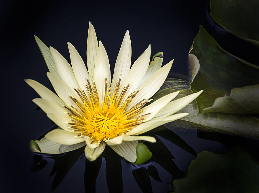 Lotus II Photograph by Robert Mitchell