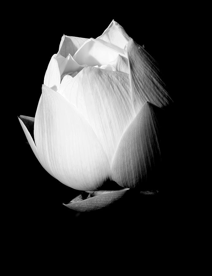 Lotus in Black and White Photograph by Kara  Stewart