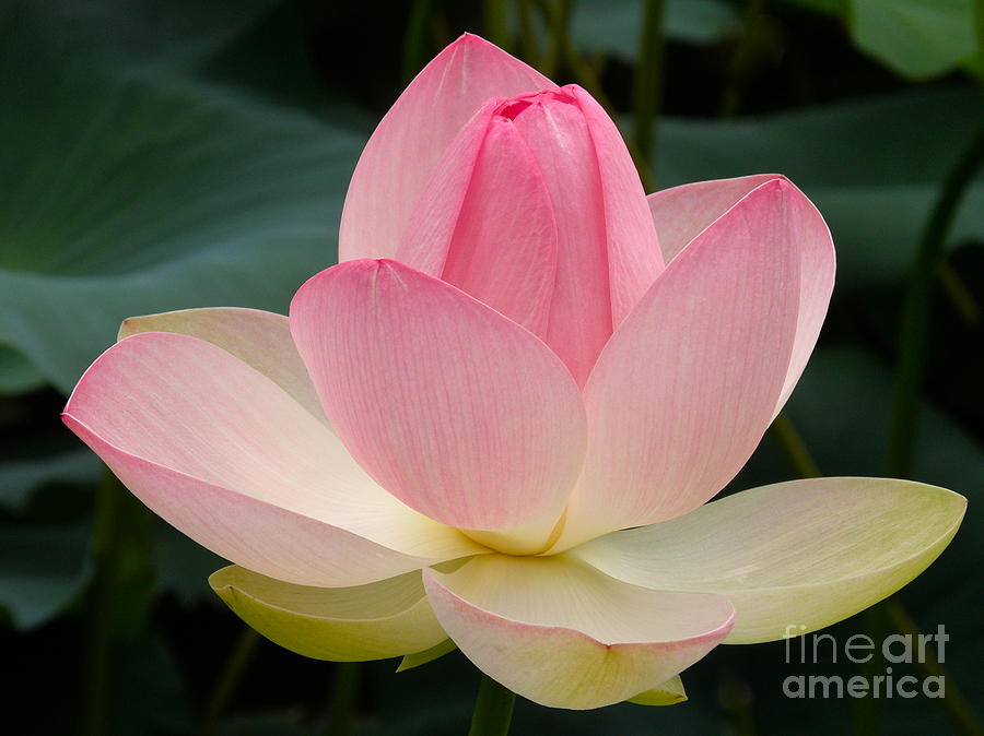 Nature Photograph - Lotus in Bloom by Byron Varvarigos