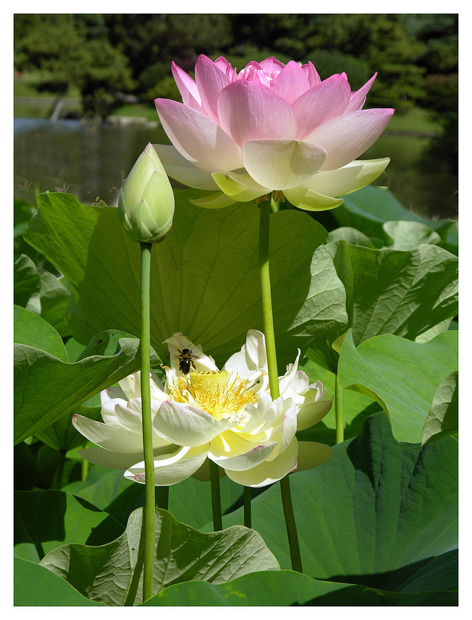 Lotus in Bloom Photograph by John Lautermilch