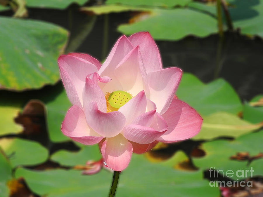 Lotus in Bloom Photograph by Mini Arora