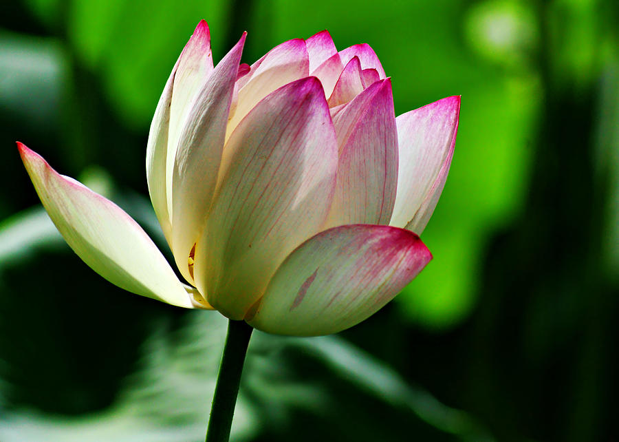 Nature Photograph - Lotus in Bloom by Nikolyn McDonald