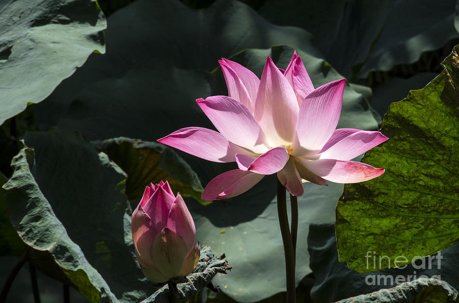 Lotus in Bloom Photograph by Pravine Chester