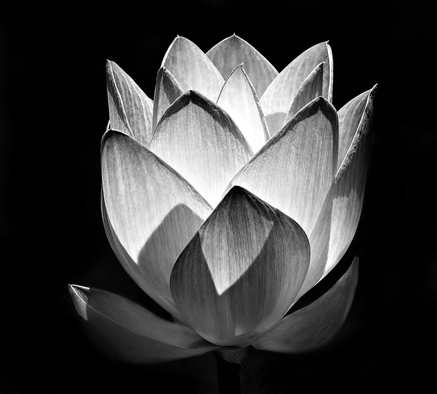 White Lotus Photograph by Carol Eade