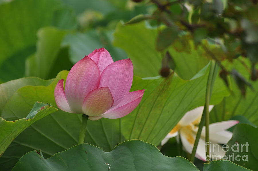 Lotus in pink Photograph by Nona Kumah