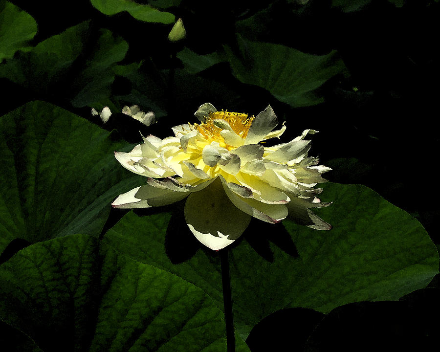 Lotus in sunlight Digital Art by John Freidenberg