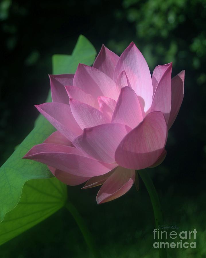 Flowers Still Life Photograph - Lotus in the pink by Dodie Ulery