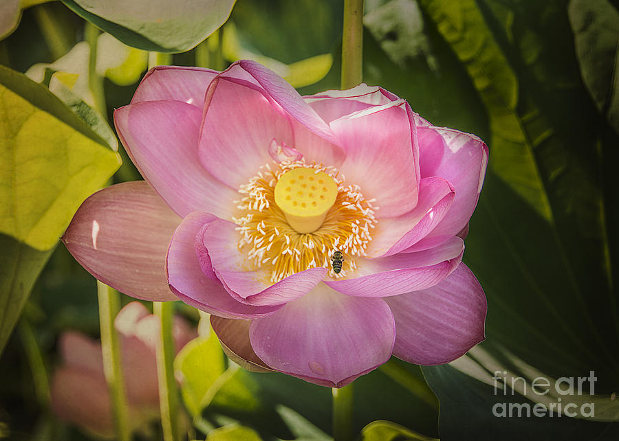 Lotus in the Pink Photograph by Terry Rowe