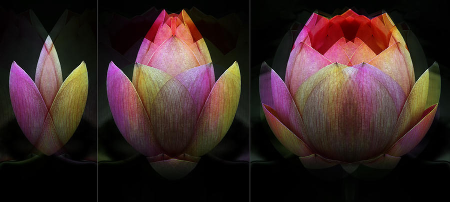 Lotus In Transition Photograph by Wayne Sherriff