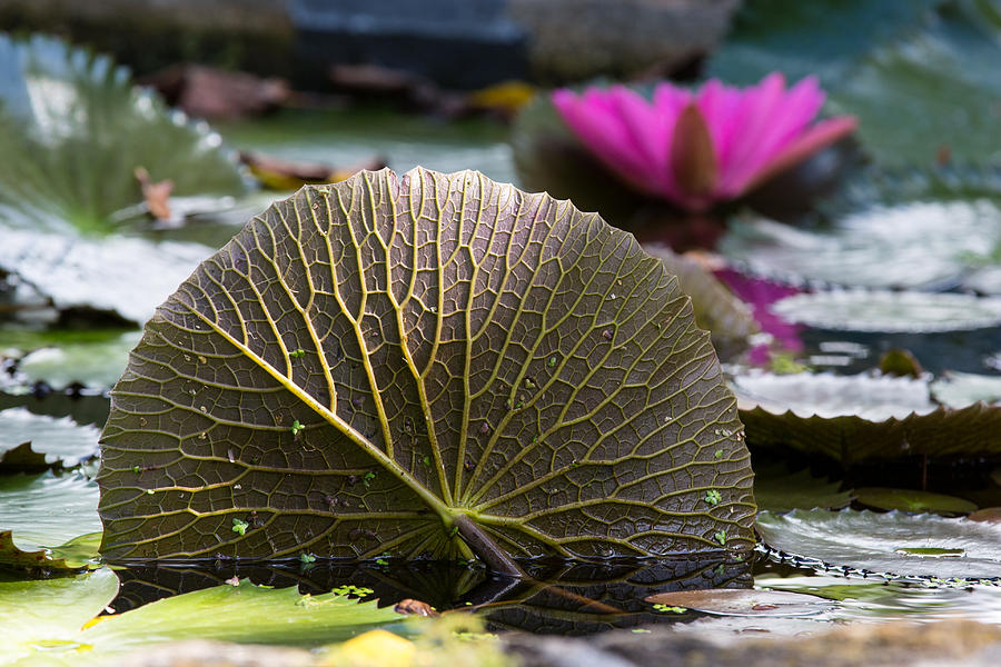 Lotus Leaf Photograph by Allen Lefever - Fine Art America