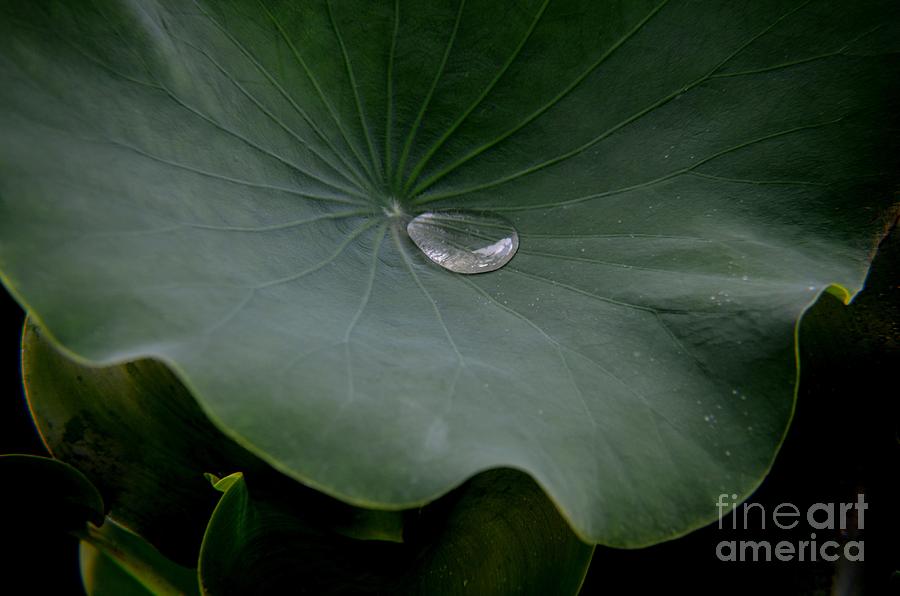 Lotus Leaf And Night Rain Photograph by Mary Deal
