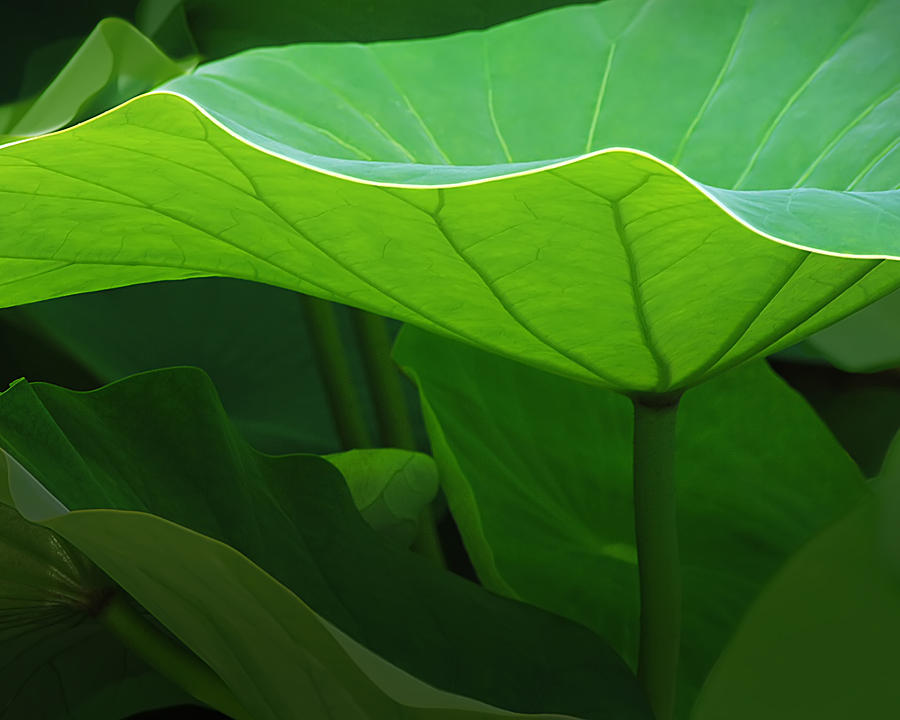 Nature Photograph - Lotus Leaf 1 by Laura Ducceschi