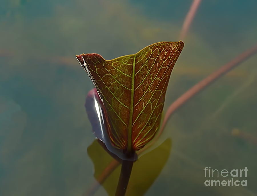 Lotus Leaf Photograph by Michelle Meenawong