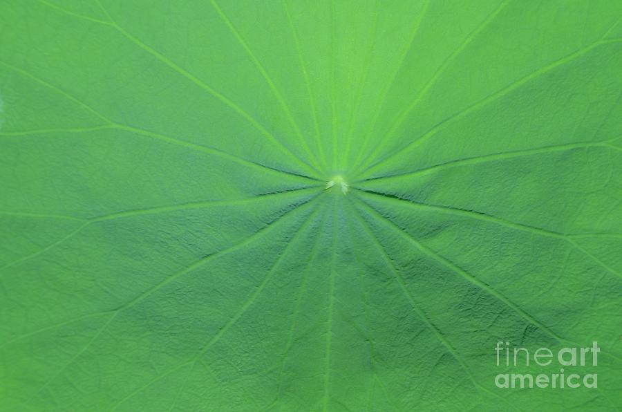 Lotus Leaf No 1 Photograph by Mary Deal