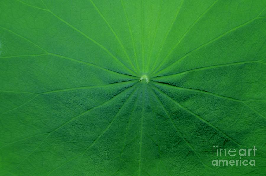 Lotus Leaf No 2 Photograph by Mary Deal
