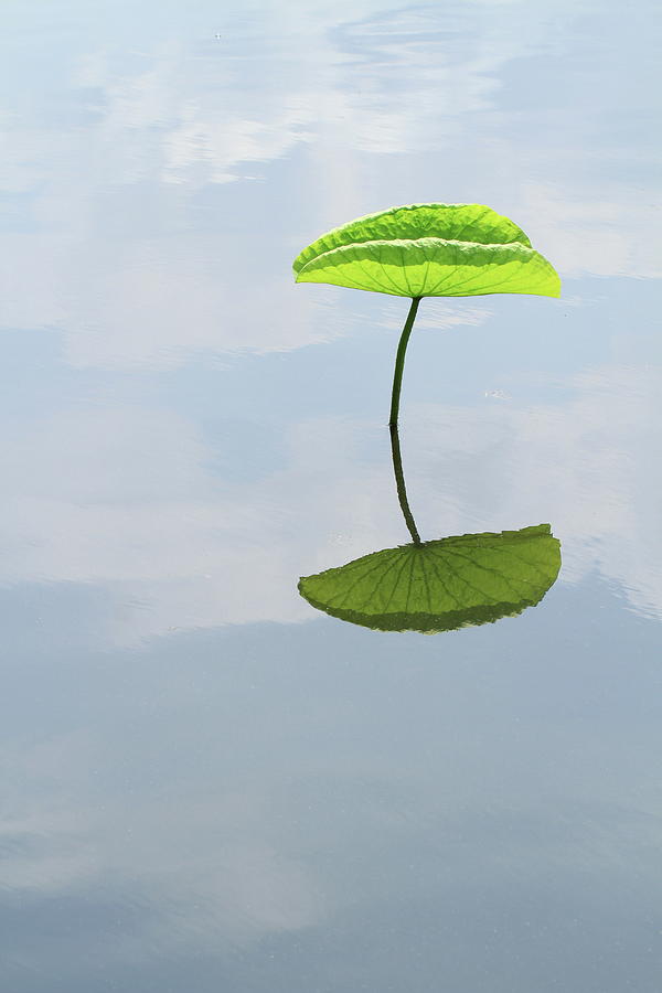 Lotus Leaf Reflecting On Water Photograph by Akurashashin