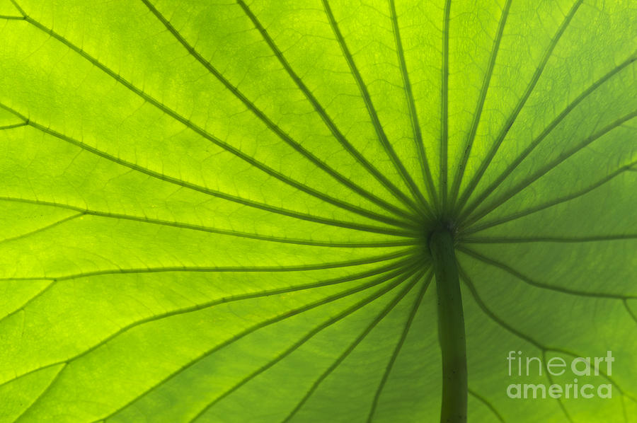 Pattern Photograph - Lotus Leaf by Tim Gainey