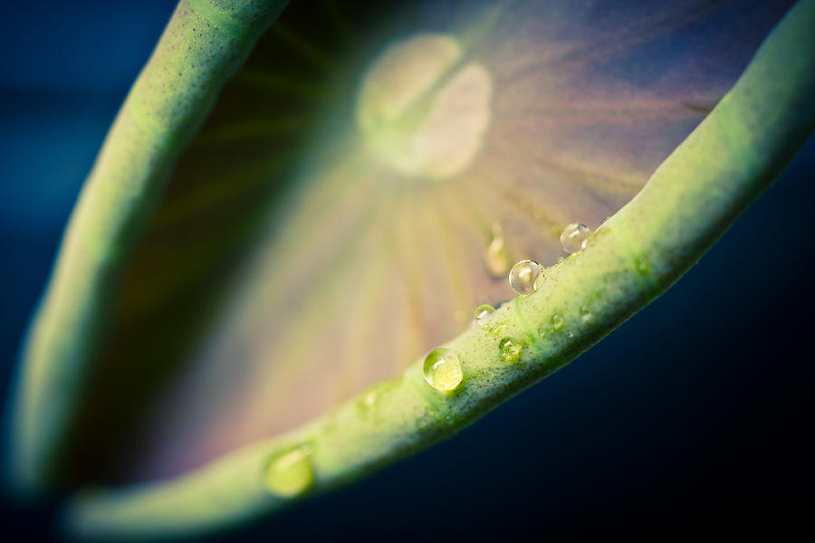 Abstract Photograph - Lotus Leaf Unfurling by Priya Ghose