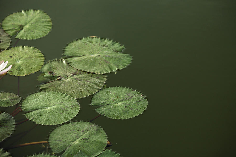 Lotus Leaves Floating On Water Photograph by Visage