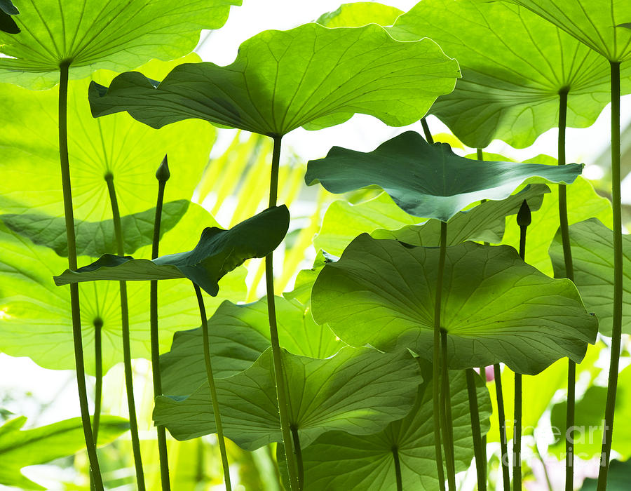 Pattern Photograph - Lotus Leaves by Tim Gainey