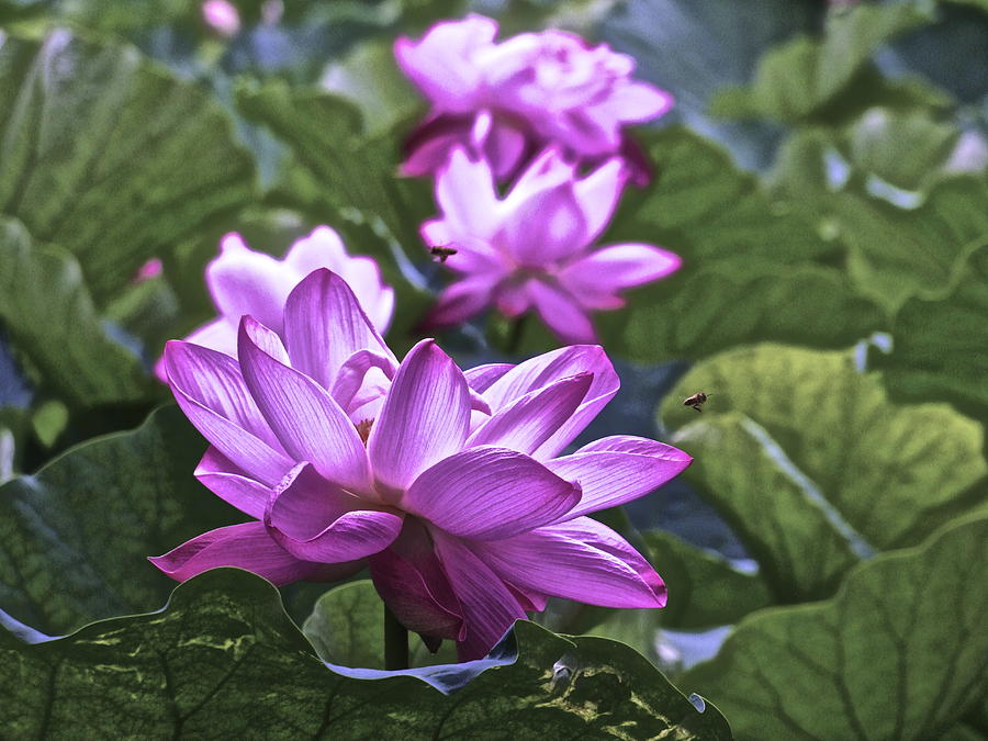 Summer Photograph - Lotus Life - 7 by Larry Knipfing