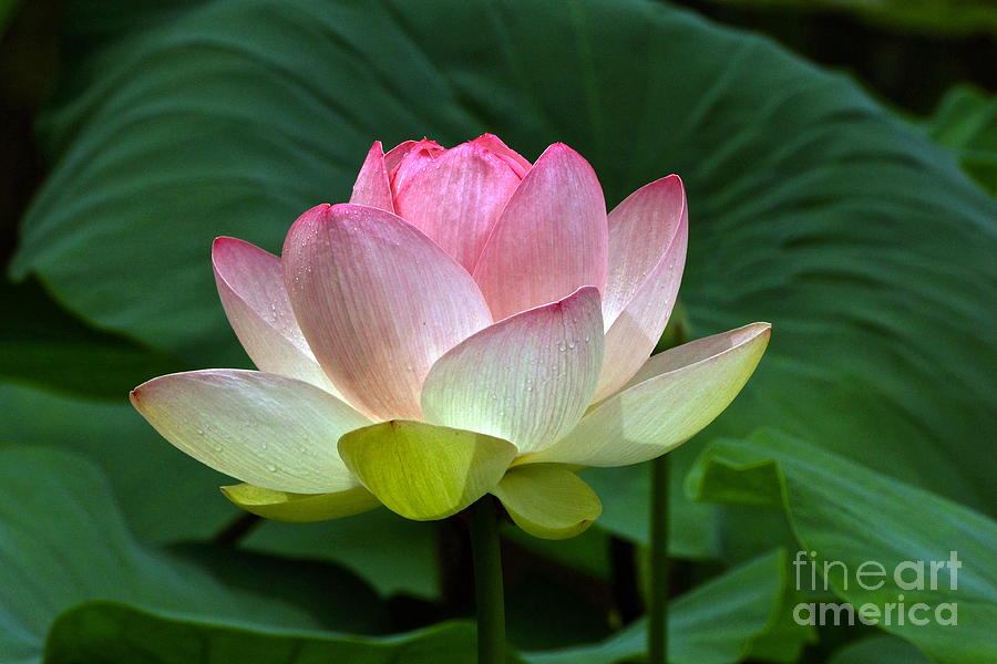 Chanticleer Garden Photograph - Lotus Light -- view B by Byron Varvarigos