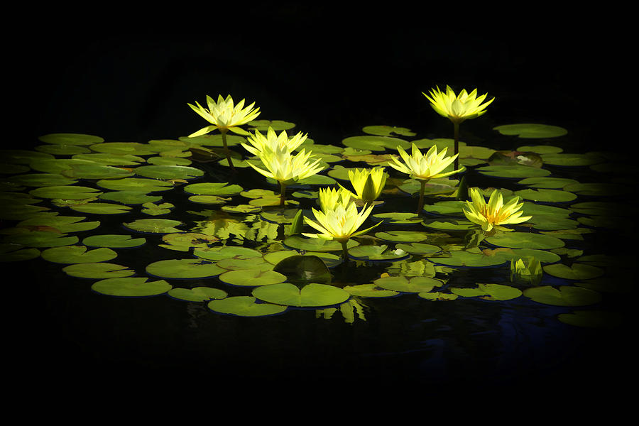Flowers Still Life Photograph - Lotus Lillies by Janet Fikar