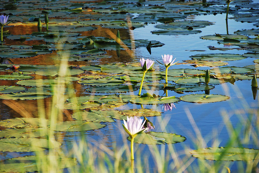 Lotus-Lily Pond 2 Photograph by Ankya Klay
