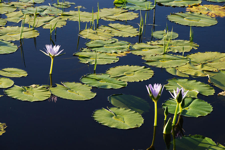 Lotus-Lily Pond 3 Photograph by Ankya Klay