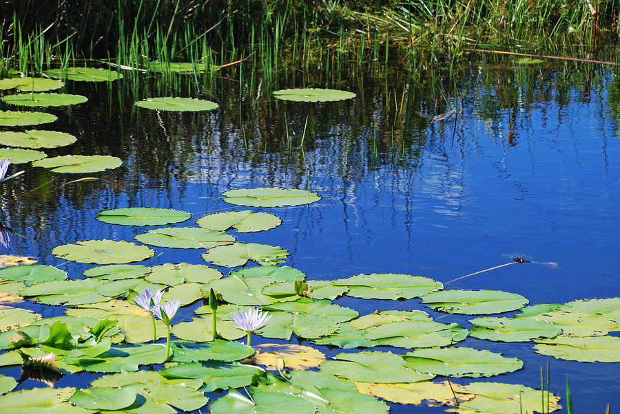 Lotus-Lily Pond Photograph by Ankya Klay