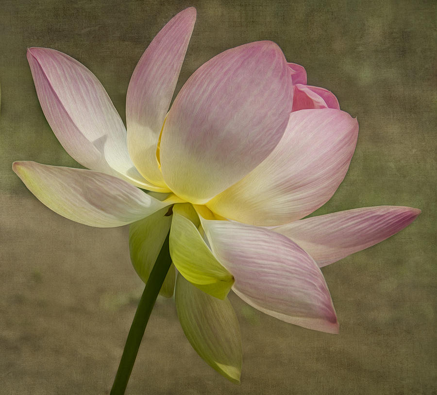 Lotus Photograph by Linda Szabo